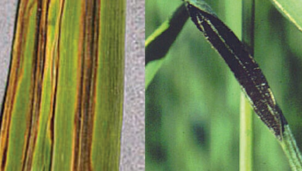 Flag smut symptoms on wheat (cereal disease)